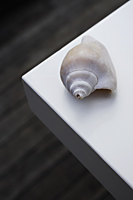 Seashell on corner of white table - Nugene Chiang
