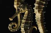 Dried seahorses used in Chinese medicine - Nugene Chiang