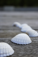 Seashells on wooden decking - Nugene Chiang