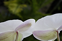 Two phalaenopsis orchids - Nugene Chiang