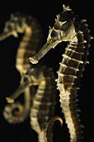 Dried seahorses used in Chinese medicine - Nugene Chiang