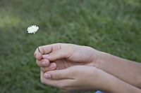 Hands holding flower - Ellery Chua