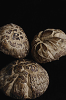 Mushrooms used for Chinese medicine - Ellery Chua