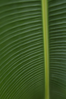 Tropical leaf - Nugene Chiang