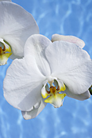 Phalaenopsis orchids - Nugene Chiang