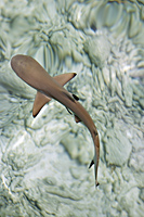 Shark in water - Alex Mares-Manton