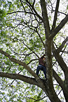 Teen boy standing in tree - Nugene Chiang