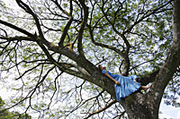 Teen girl lying in tree - Nugene Chiang