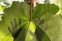young boy peeking behind leaf - Alex Mares-Manton