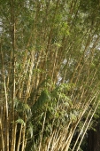 bamboo plant - Alex Mares-Manton