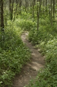 path through woods - Alex Mares-Manton
