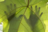 silhouette of hands behind leaf - Alex Mares-Manton