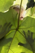 young boy peeking behind leaf - Alex Mares-Manton