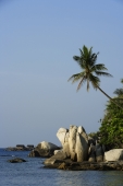 tropical island rocks and palm tree - Alex Mares-Manton