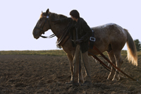 man with horse in field - Alex Mares-Manton