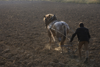Man with horse-drawn plow - Alex Mares-Manton