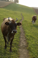 cows grazing - Alex Mares-Manton