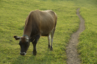cow grazing - Alex Mares-Manton