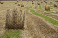 Field full of haystacks - Alex Mares-Manton