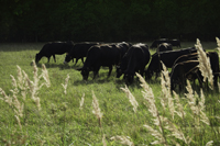 black cows grazing - Alex Mares-Manton