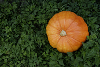 Pumpkin lying in pumpkin patch - Alex Mares-Manton