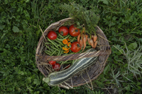basket full of garden vegetables - Alex Mares-Manton