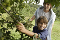 father and son picking apples off tree - Alex Mares-Manton