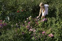 girl picking flowers from garden - Alex Mares-Manton