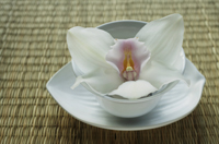 Orchid resting in a bowl - Nugene Chiang