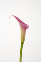 Single pink calla lily stem - Ellery Chua