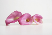 three pink calla lillies - Ellery Chua