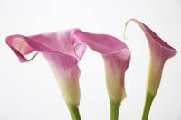 Three pink calla lillies - Ellery Chua
