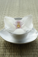 Orchid resting in a bowl - Nugene Chiang