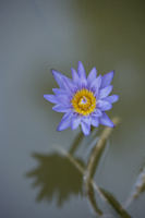 lotus flower in bloom - Alex Mares-Manton