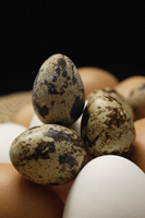 Brown eggs, white eggs, quail eggs - Ellery Chua