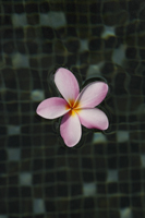 Floating fringipani bloom - Alex Mares-Manton