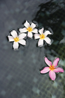 Floating fringipani blossoms - Alex Mares-Manton