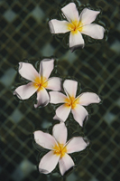 Floating fringipani blossoms - Alex Mares-Manton