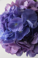 purple and blue hydrangea flowers - Ellery Chua