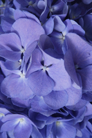 Blue hydrangea flowers - Ellery Chua