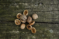 Walnuts and walnut shells - Alex Mares-Manton