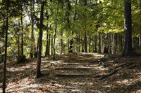 Pathway through woods - Alex Mares-Manton