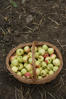 Basket of apples - Alex Mares-Manton