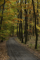 Trail through forest in Autumn - Alex Mares-Manton