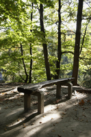 Wooden bench in middle of woods - Alex Mares-Manton