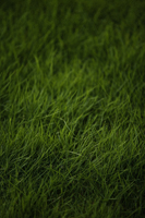 Green grass - Nugene Chiang