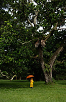 young boy holding orange umbrella - Nugene Chiang