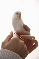 bird on woman's finger - Nugene Chiang