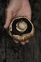 hand holding mushroom - Nugene Chiang