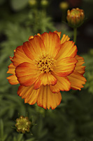 close up of orange poppy - Nugene Chiang